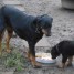 chiots-beaucerons-pure-race