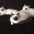 tres-mignons-chaton-type-pure-race-sacre-de-birmanie-a-adopter