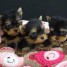 mignons-chiots-yorkshire-terrier-pure-race