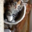 incroyables-chatons-maine-coon-males-a-adopter