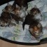 5-chatons-maine-coon-males-et-femelles