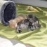 5-chatons-maine-coon-males-et-femelles