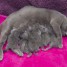 tres-mignons-type-chatons-chartreux-a-adopter