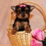 adorable-chiots-teacup-yorkshire-terrier-a-vendre