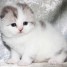 kitten-scottish-fold-a-vendre