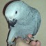 perroquet-gris-un-1-male-et-1-femelle