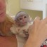 magnifique-bebe-singe-capucin