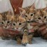 trois-magnifique-chatons-bengale-loof