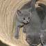 tres-beau-chatons-chartreux