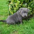chiot-staffordshire-bull-terrier