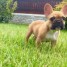 chiots-bouledogue-francais-a-reserver