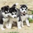 donne-chiot-husky-siberien