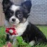 superbe-chiot-chihuahua-femmelle