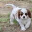 chiots-cavalier-king-charles-a-donner