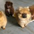 chiots-spitz-allemand-nain-pomeranien-disponibles