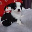 chiot-chihuahua-disponible