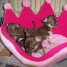 disponibles-3-magnifiques-chiots-chihuahua-chocolat