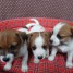 adorables-et-admirables-chiots-jack-russell-terrier