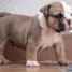 magnifique-chiot-male-bulldog-anglais-bantam