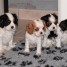 superbes-chiots-cavaliers-king-charles