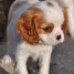 magnifiques-chiots-cavaliers-king-charles