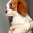 craquants-chiots-cavalier-king-charles