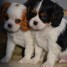 chiots-cavalier-king-charles