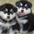 chiots-husky-siberien-pour-famille-chaleureuse