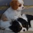 superbes-chiots-cavalier-king-charles-a-donner
