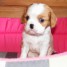 superbes-chiots-cavalier-king-charles