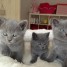 superbes-chatons-chatreux