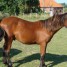 cheval-poulain-croise-rmh-2-mois