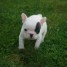 a-donner-chiot-bouledogue-francais-femelle-non-lof