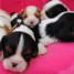 adorables-chiots-cavaliers-king-charles-pure-race