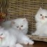 magnifiques-chaton-persan