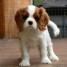 adorables-chiots-husky-cavalier-disponible