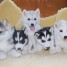 magnifiques-chiots-husky-de-siberie