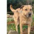 adoptez-teddy-type-berger-d-anatolie-non-lof-3-ans