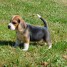 donne-adorable-chiot-beagle
