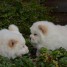 chiots-chow-chow-blanc-creme