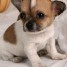 a-donner-chiot-type-jack-russel-femelle