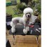 chiot-poodle-blanc-caniche-grand-royal-a-vendre-caniches-mania