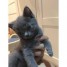 chatons-chartreux-a-reserver-et-disponibles-pour-la-toussaint