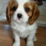 adorables-chiots-cavalier-king
