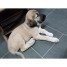 chiot-kangal