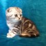 adorables-chatons-scottish-fold