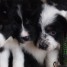 chiots-border-collie-a-reserver