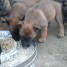 chiots-malinois-lof