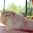 exceptionel-chaton-persan-avec-de-grandes-qualite