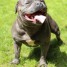 chiots-staffie-bleus